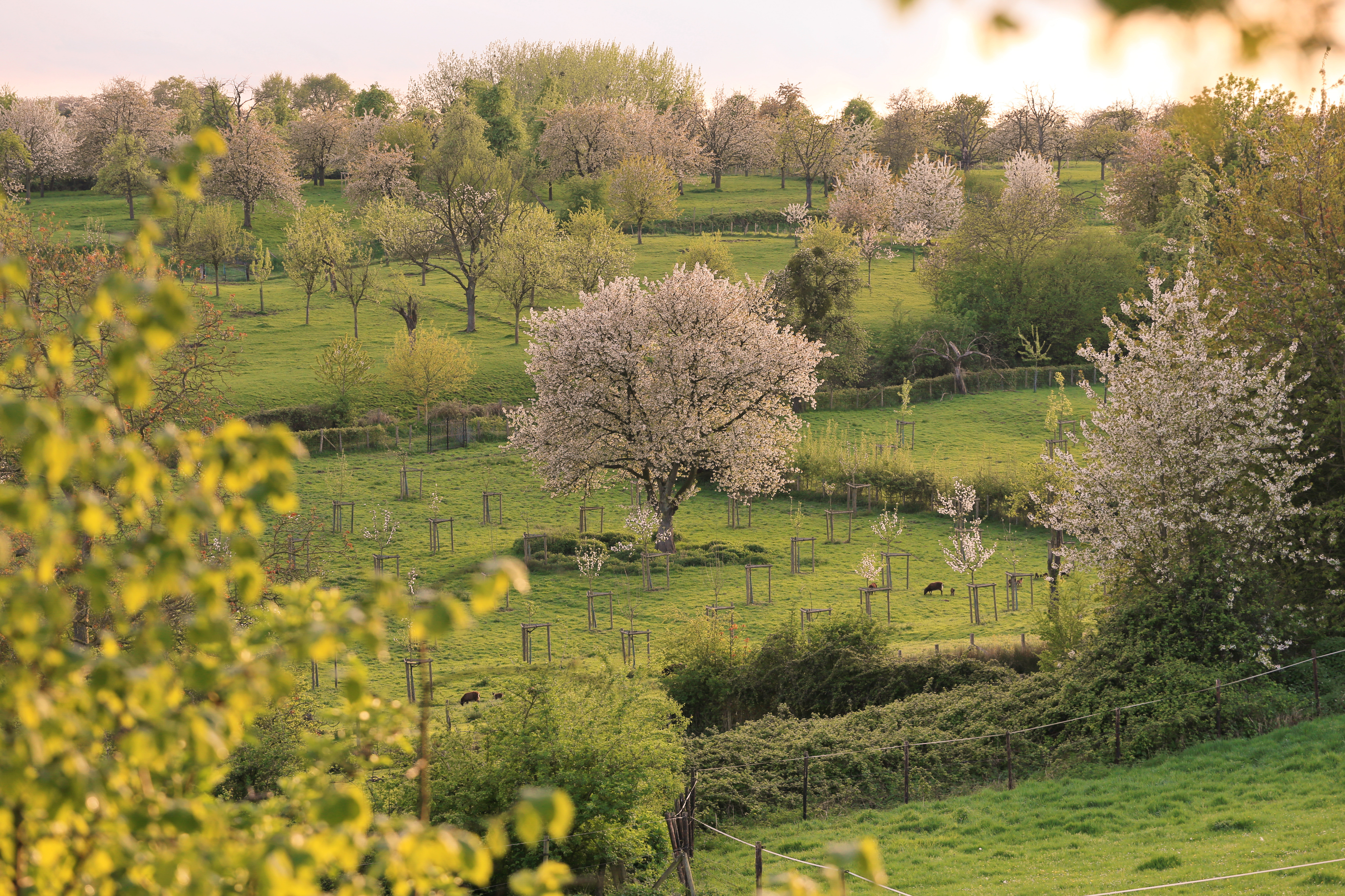 Lessenreeks hoogstamfruitbomen en kleinfruit 