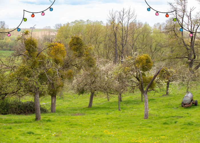 Verkoop maretakken kerstmarkt Kortessem